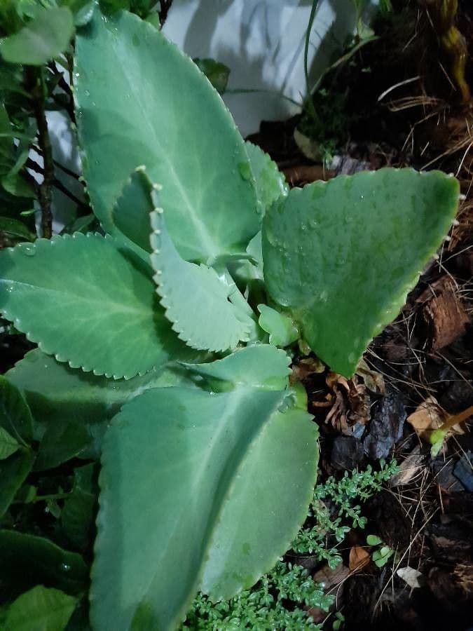 Milagro 30