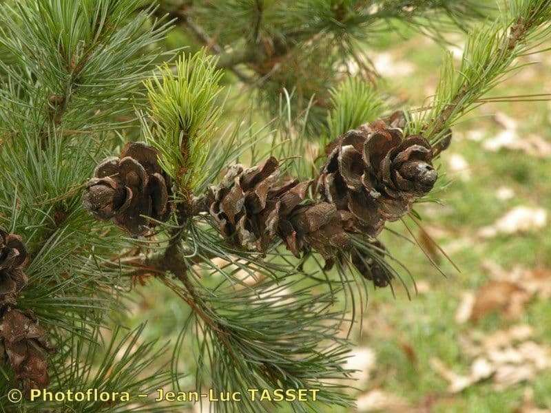 Pino parviflora 27