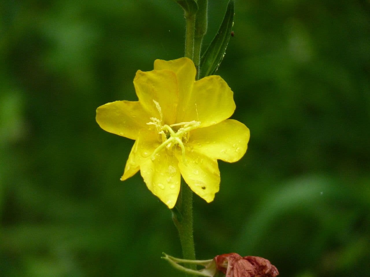 Onagra stricta 10