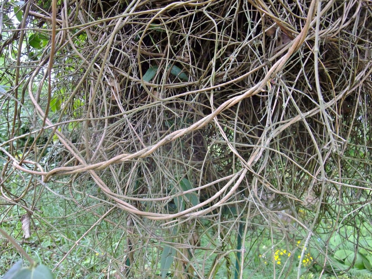 Caprifoglio acuminato 25