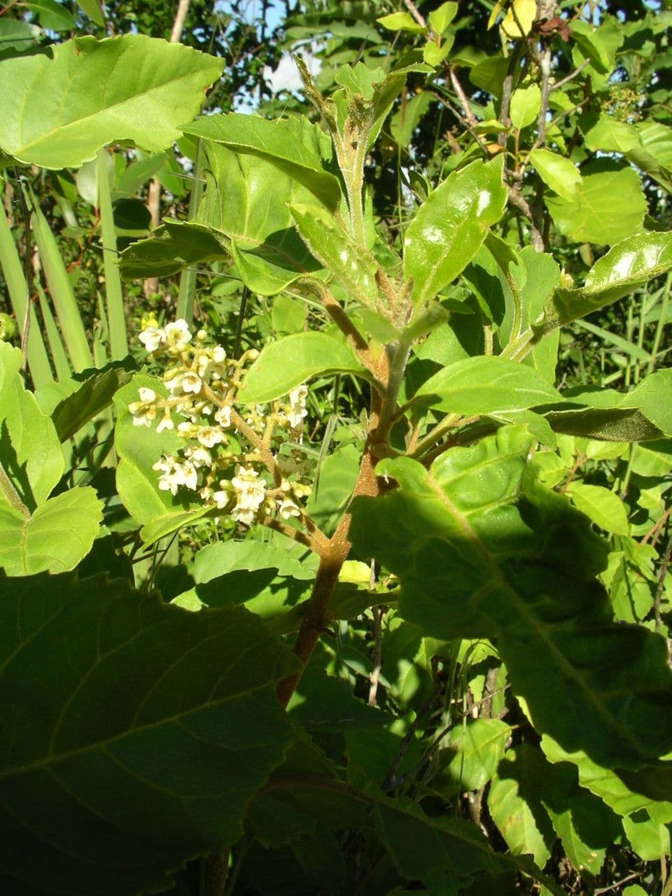 Maesa 6
