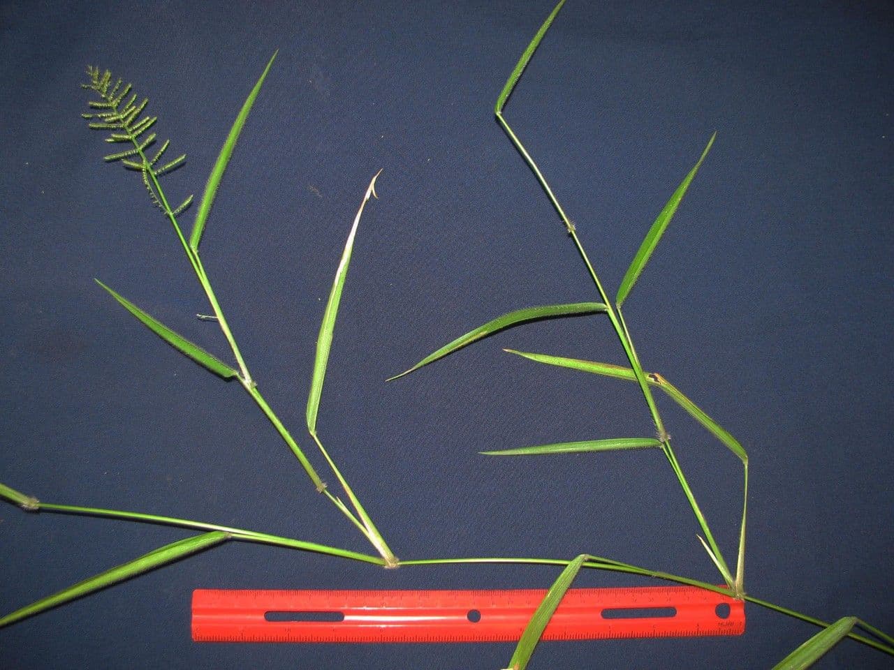 Panicum pilosum 9