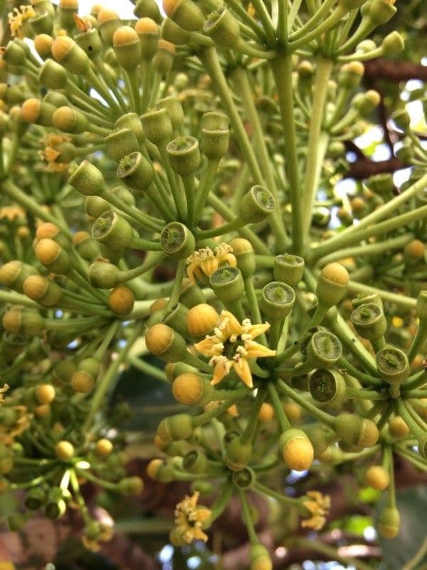 Polyscias 6