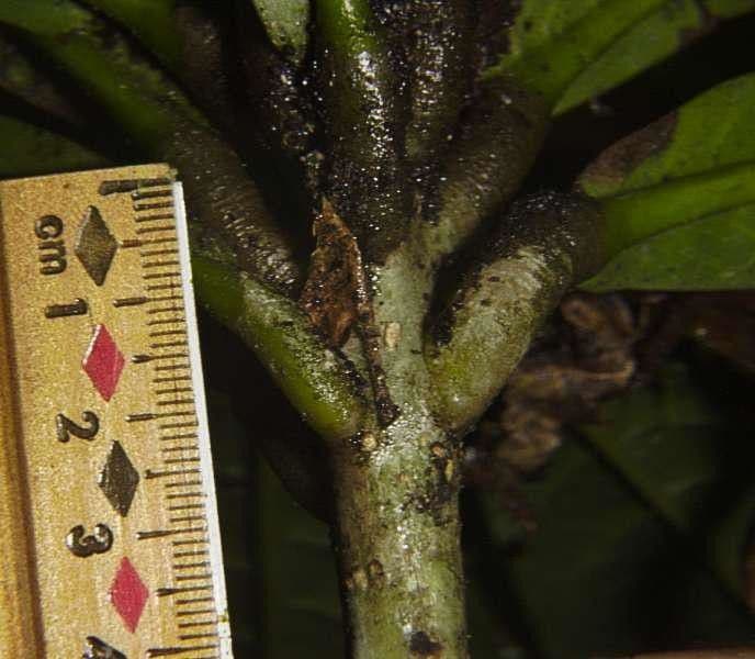 Meliosma 10