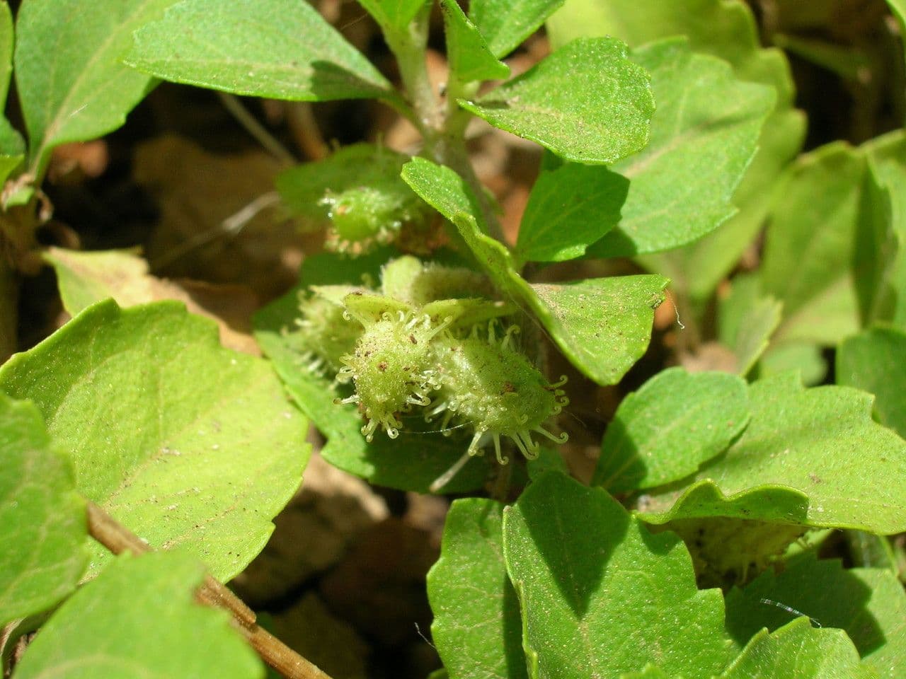 Acanthospermum australe 7
