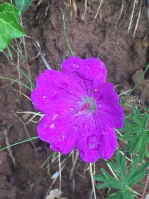 Géranium sanguin 8