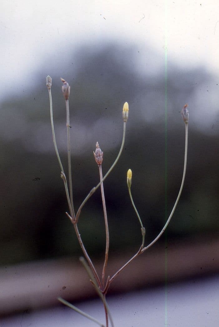 Cicendia filiformis 7