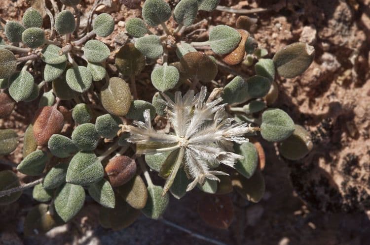 Chamaechaenactis 3
