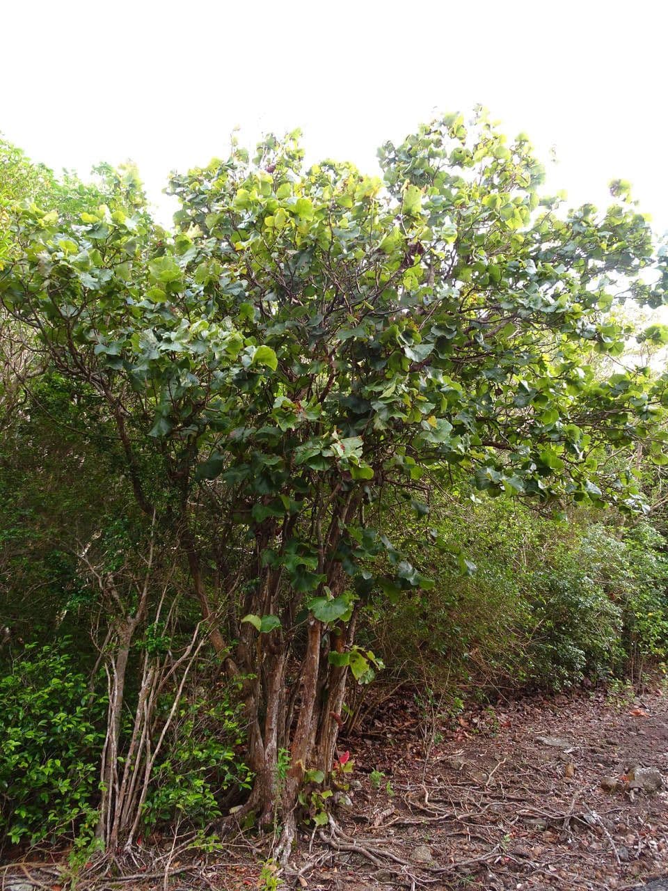 Coccoloba 9