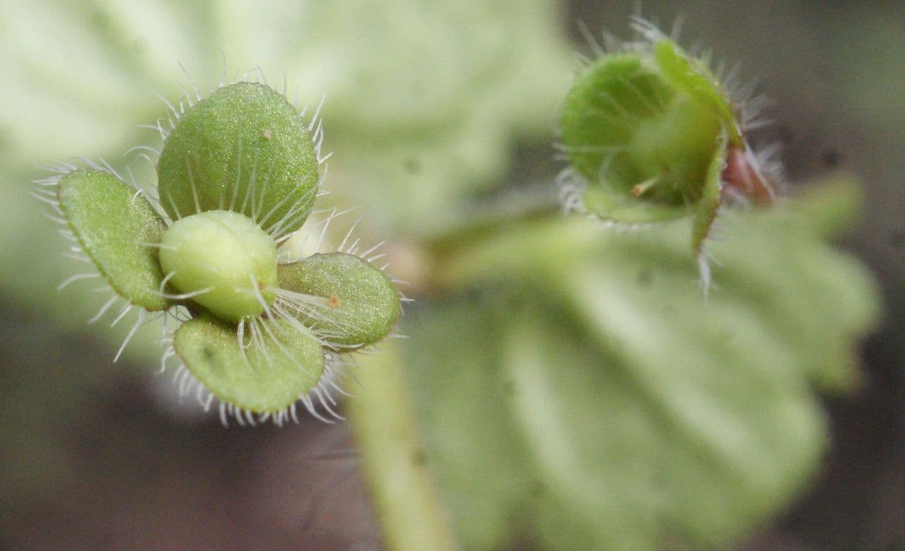 Veronica cymbalaria 4