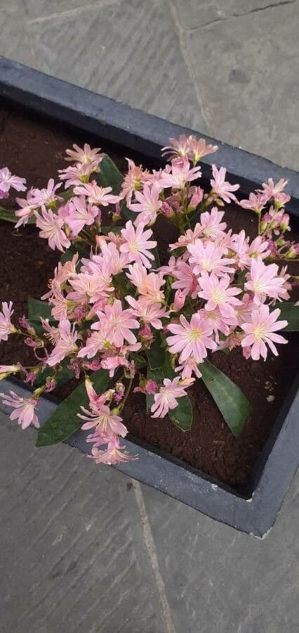 Lewisia a sepali corti 3