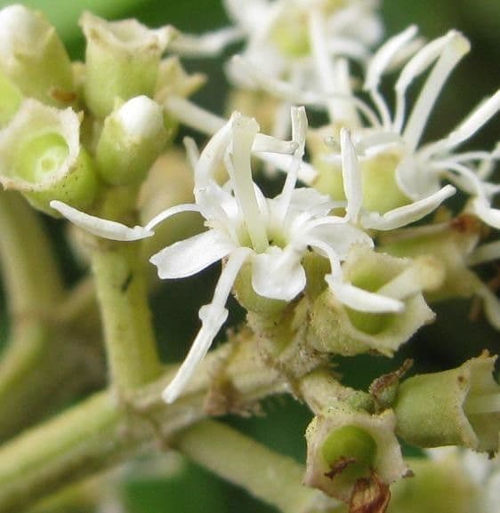 Miconia affine 9