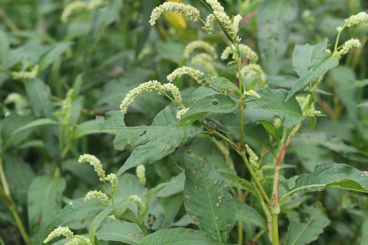 Persicaria de hoja de acedera 3