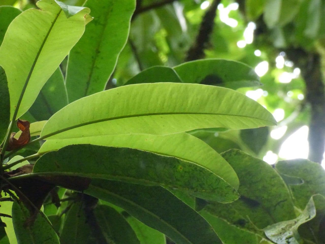 Sideroxylon 4