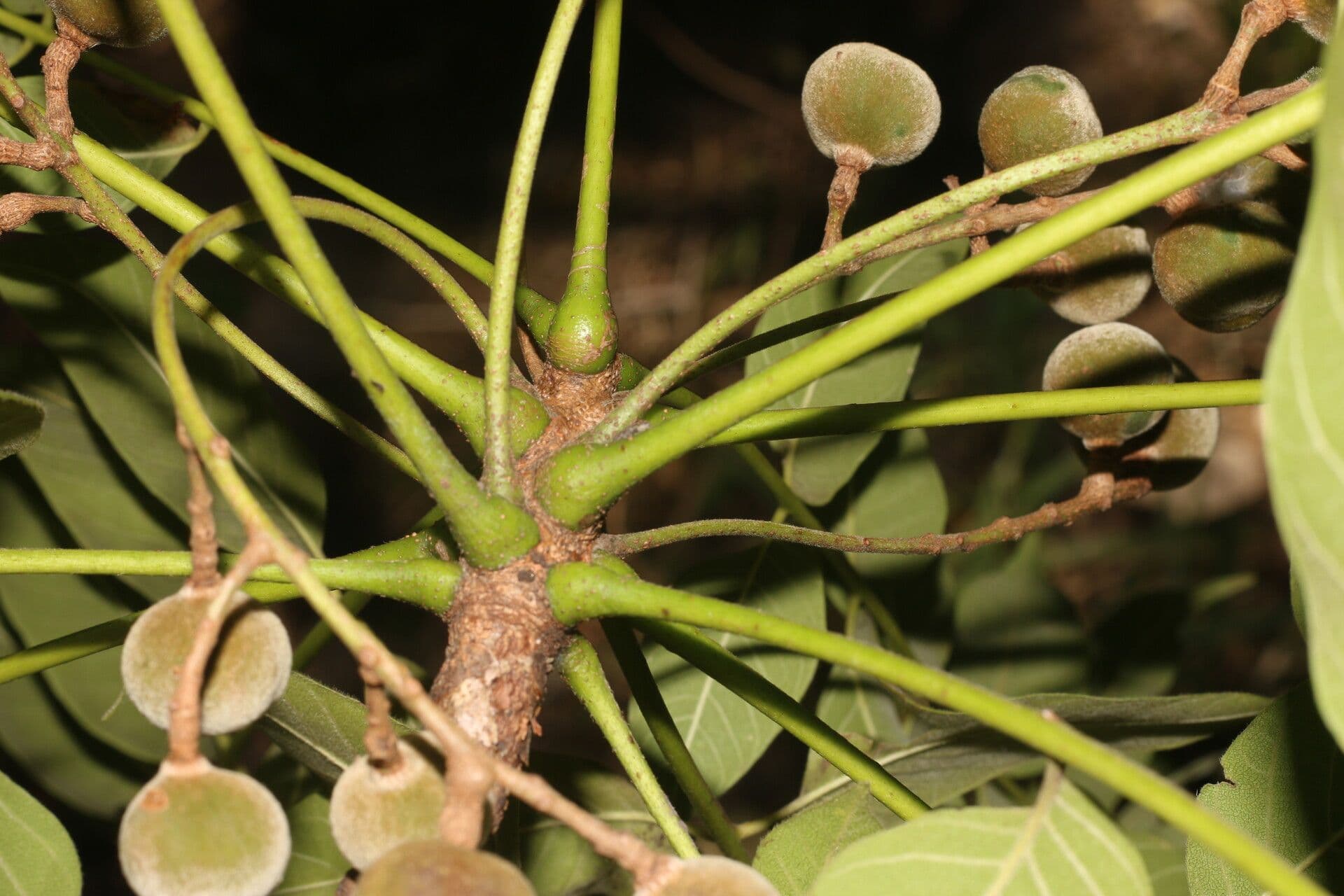 Trichilia americana 15