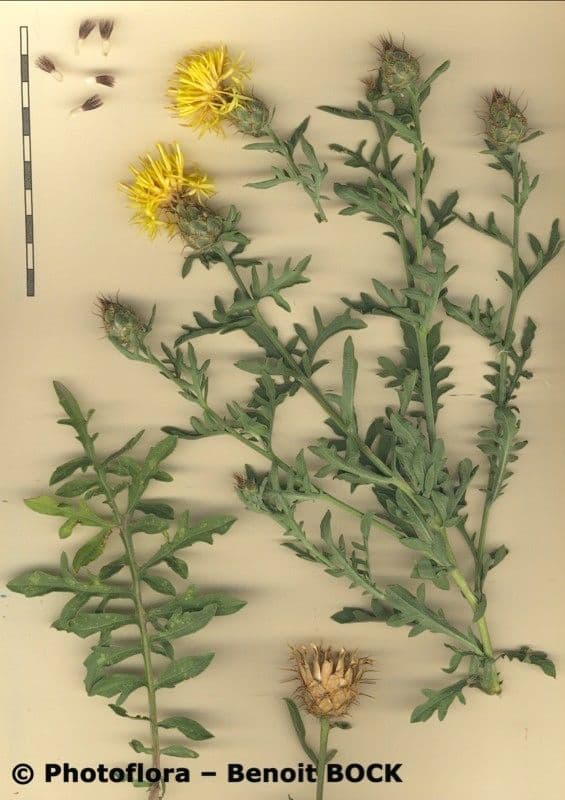 Centaurea collina 25