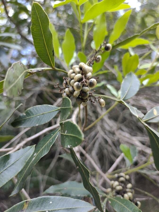 Lithraea molleoides 11