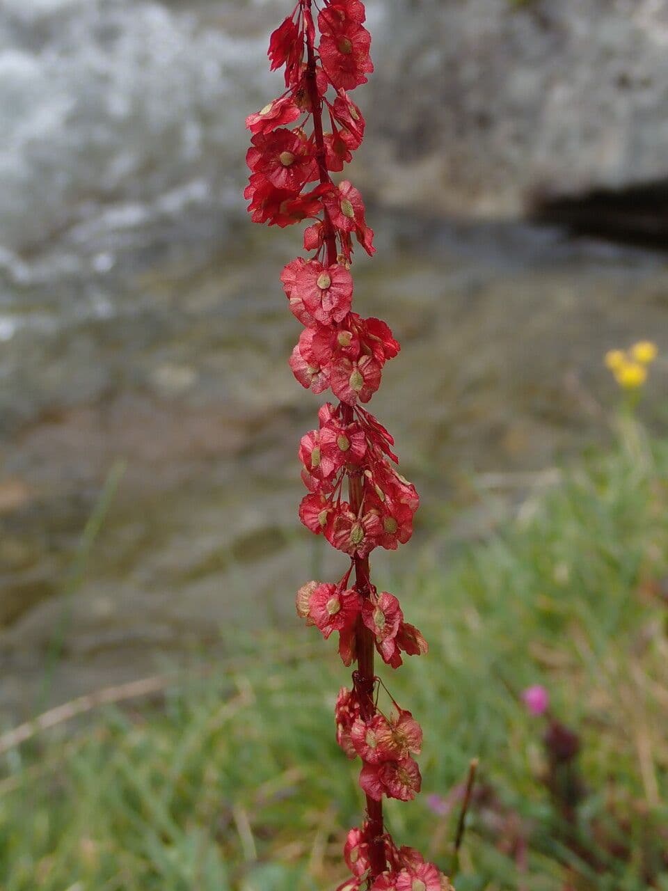 Oxiria 21