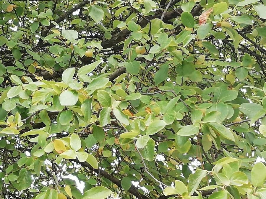 Styrax officinalis 19