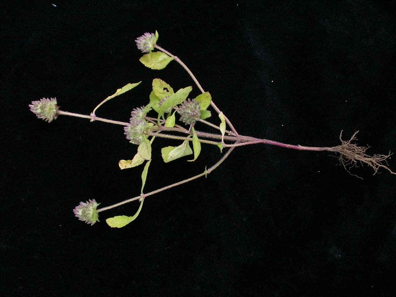 Platostoma 3