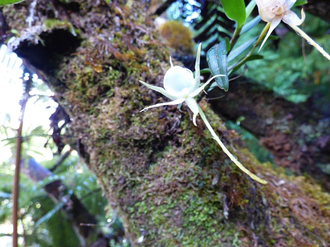 Orchidea 3