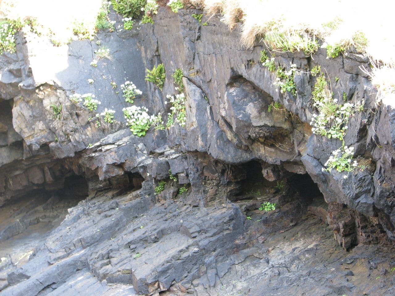 Coclearia 13