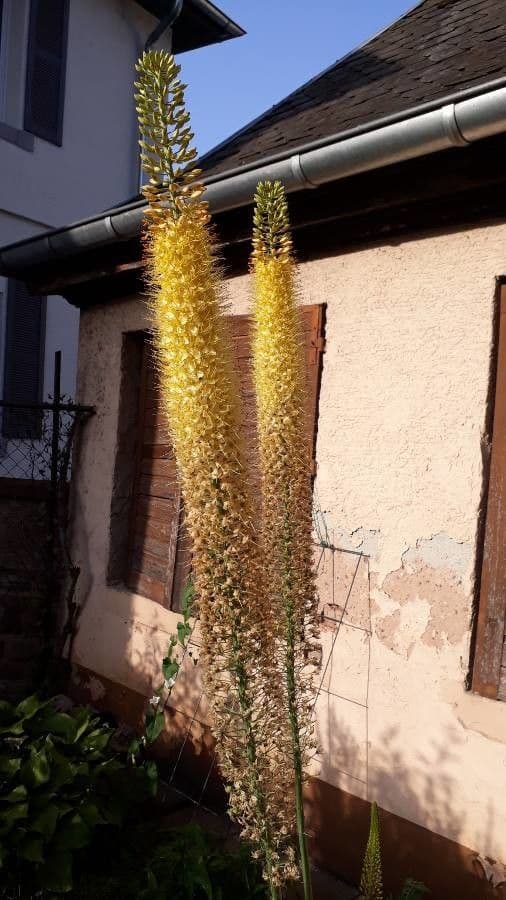 Eremurus 2