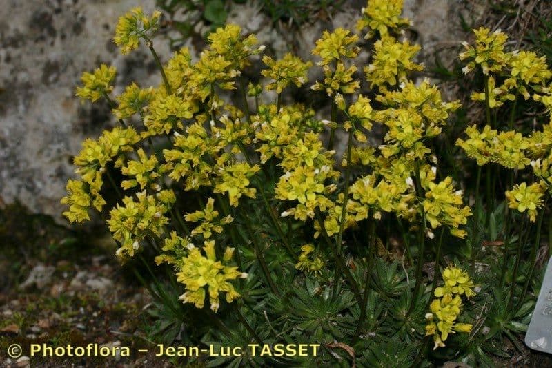 Draba 4