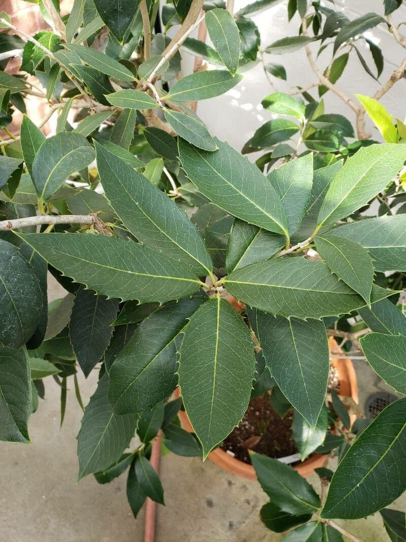Osmanthus 7