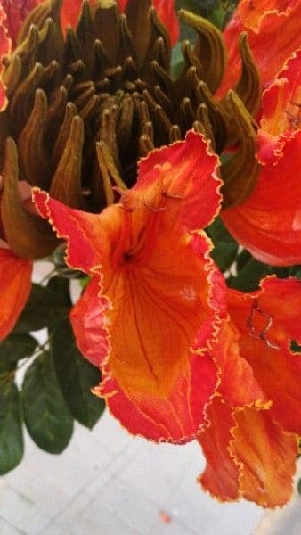 Spathodea campanulata 7
