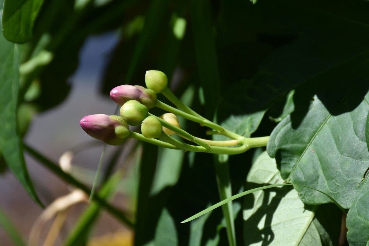 Mauritius-Prunkwinde 4