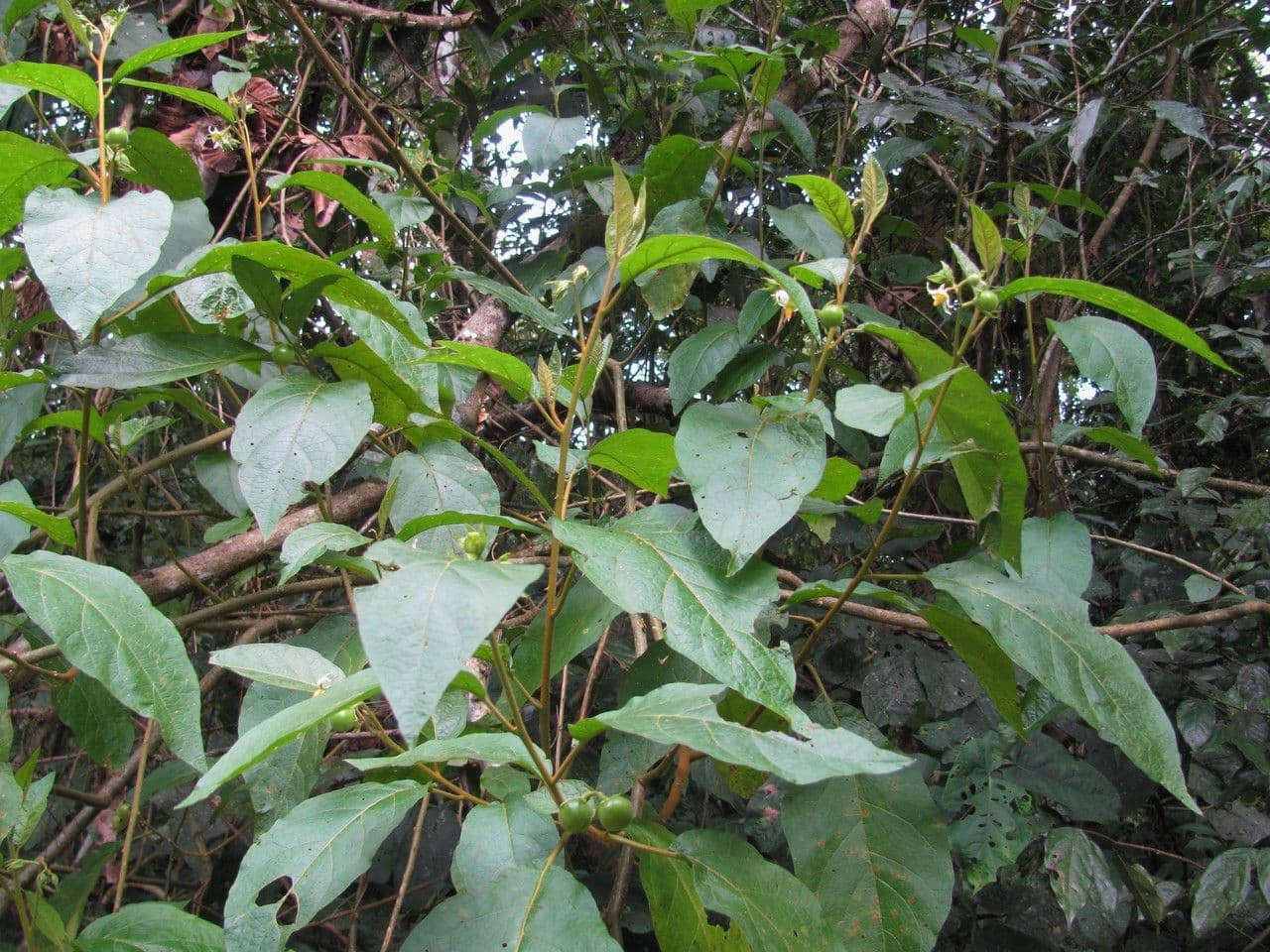 Solano 4