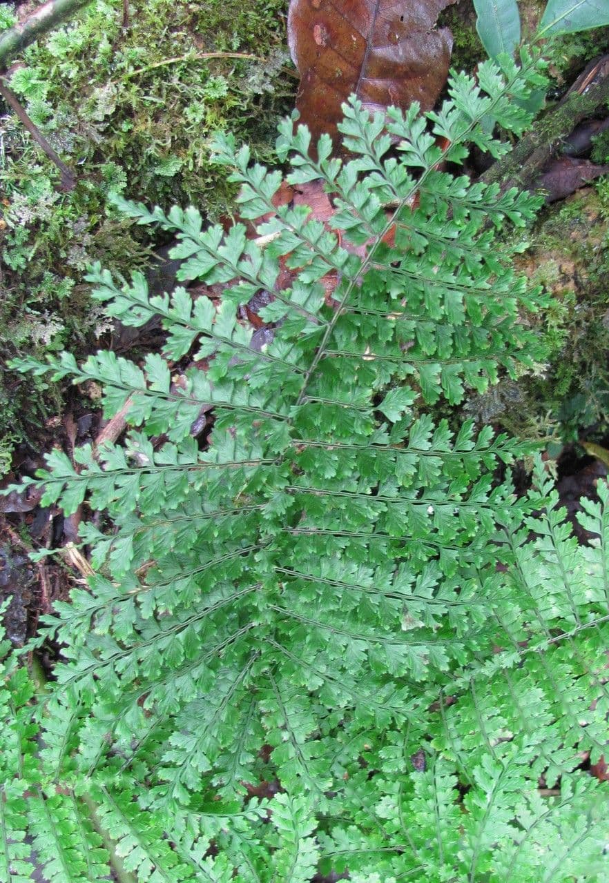 Asplenium