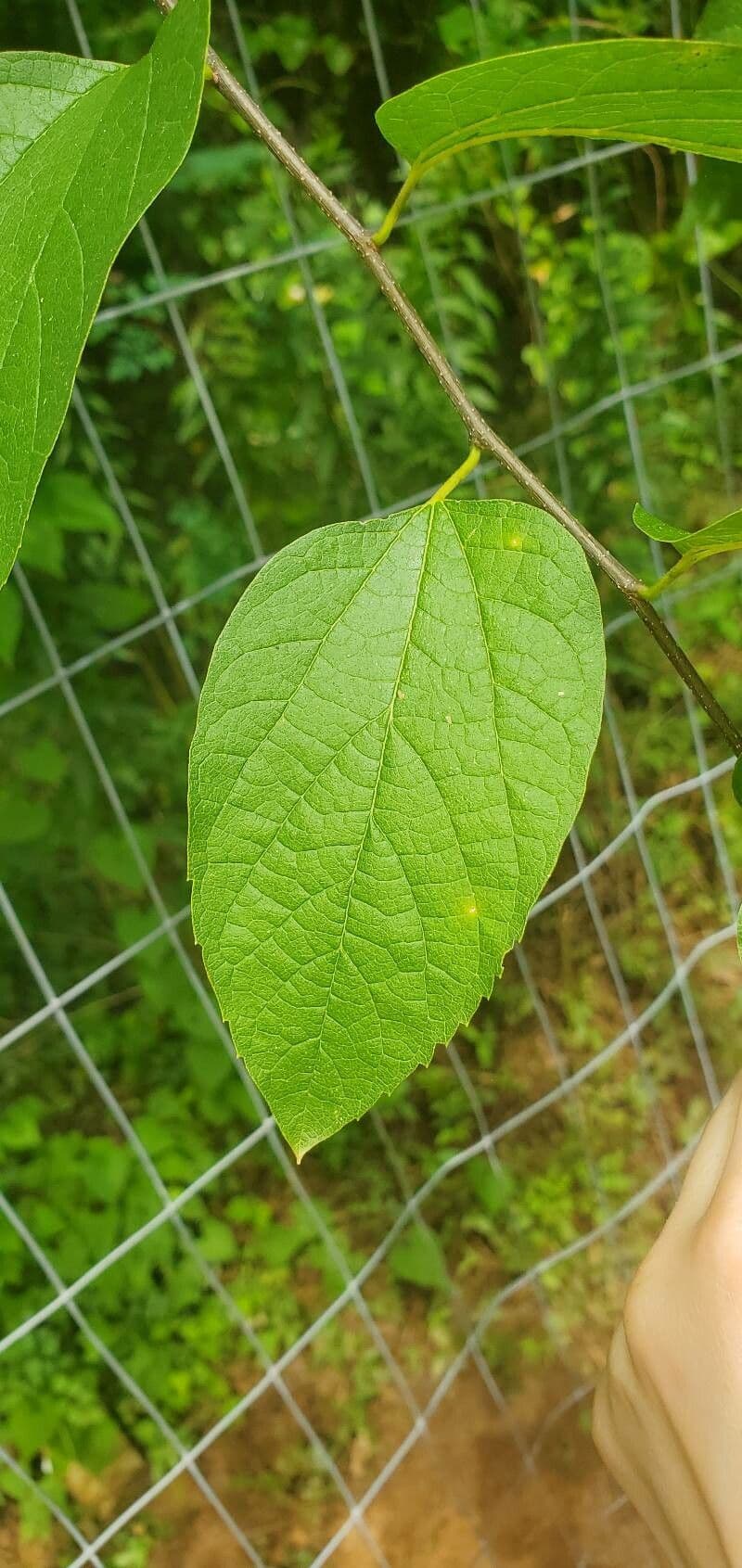 Dwarf hackberry 2
