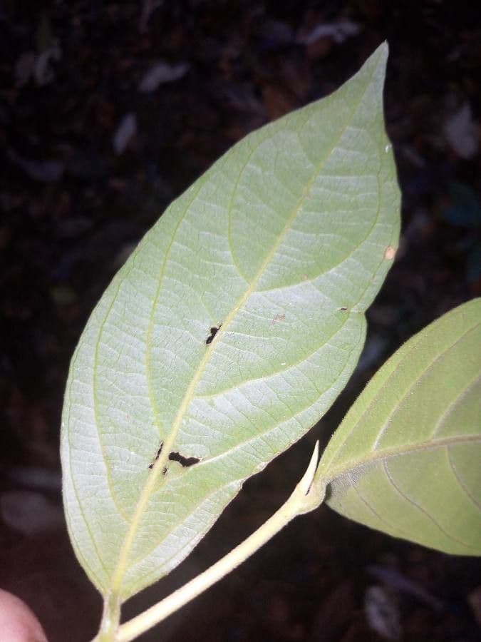 Lacistema grandifolium 4