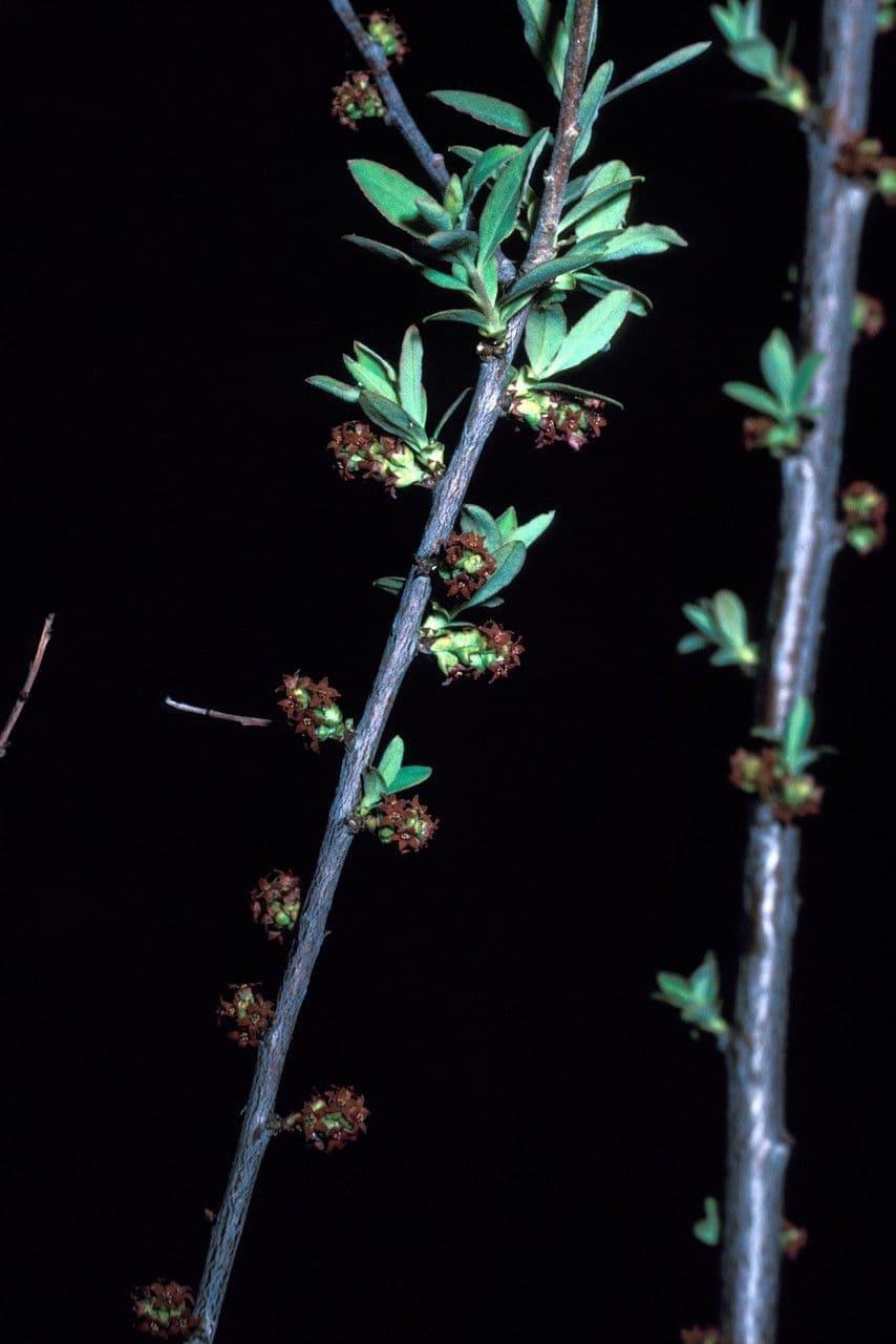 Myoschilos 2