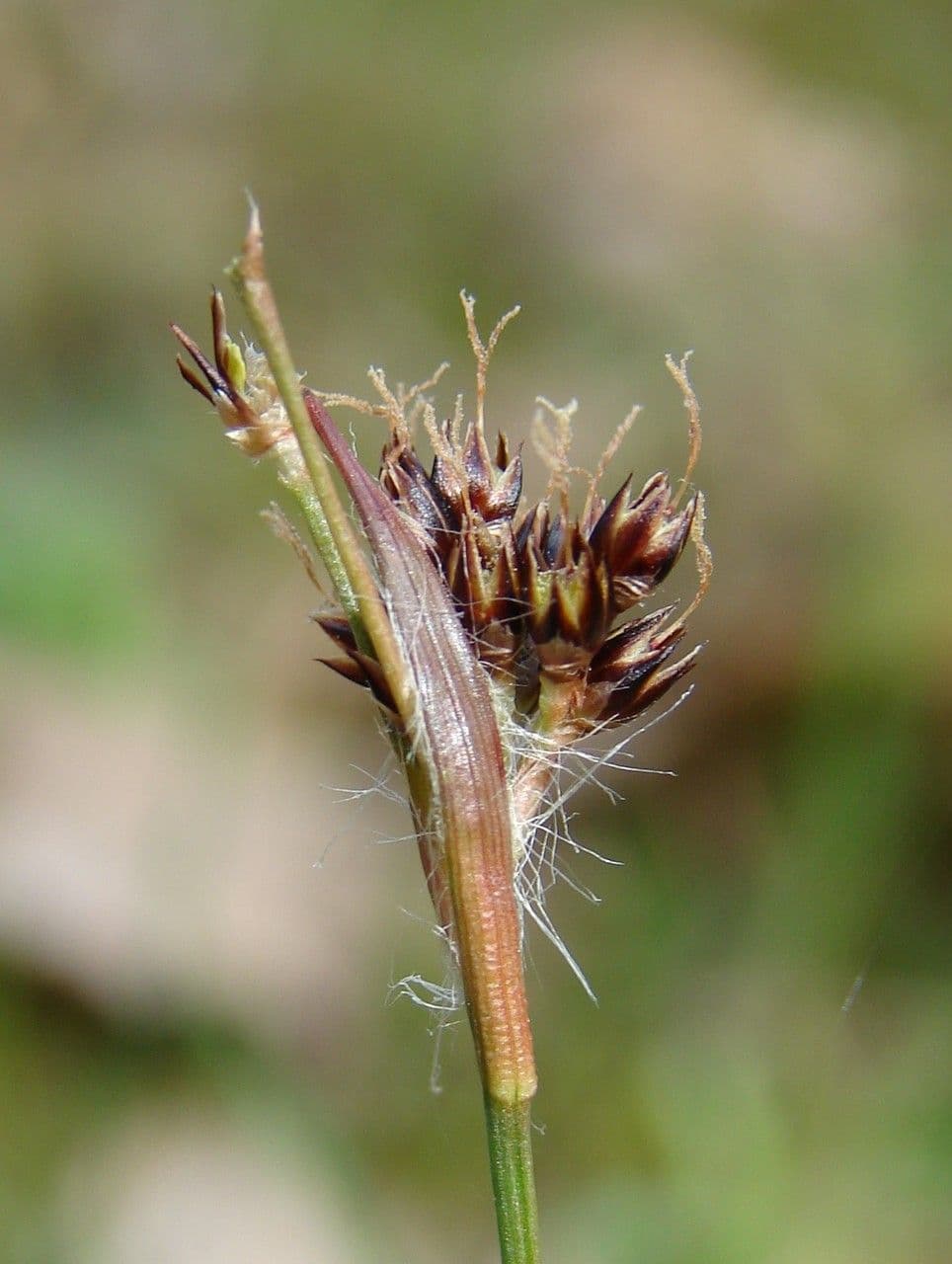 Erba lucciola comune 4