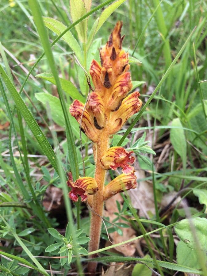 Succiamele gracile 19