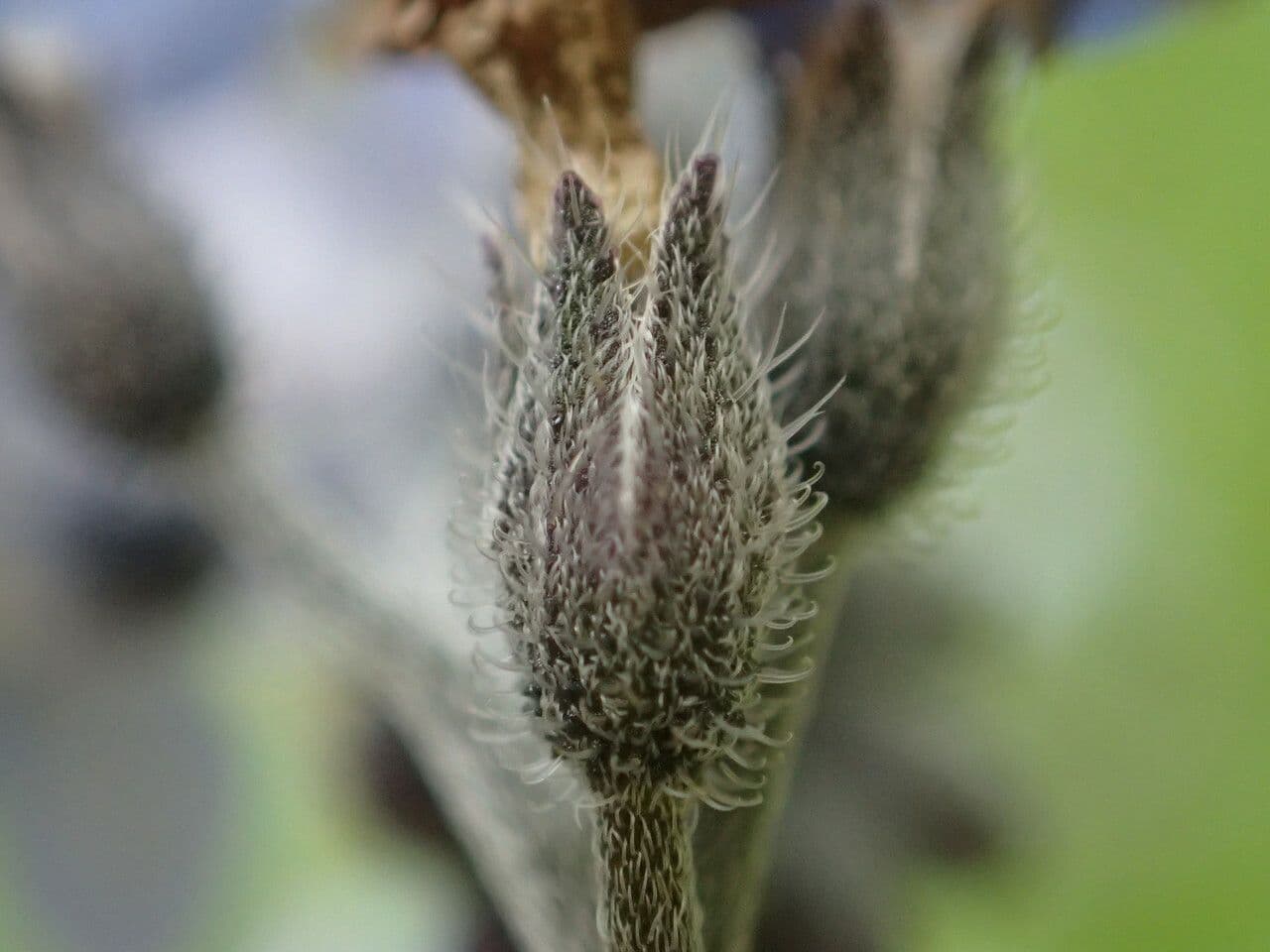 Myosotis décombant 2