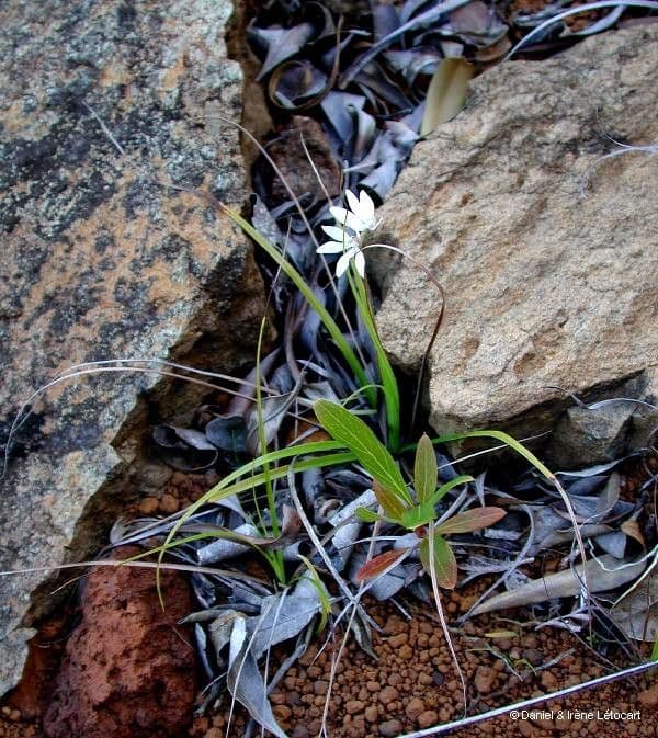 Caladenia 9