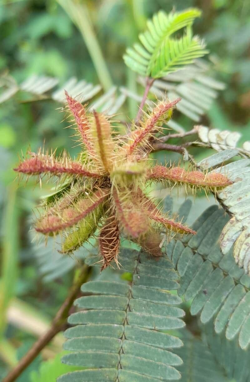 Mimosa 2
