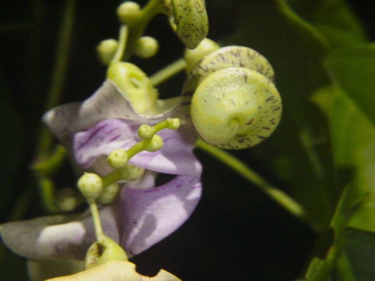 Cochliasanthus 4