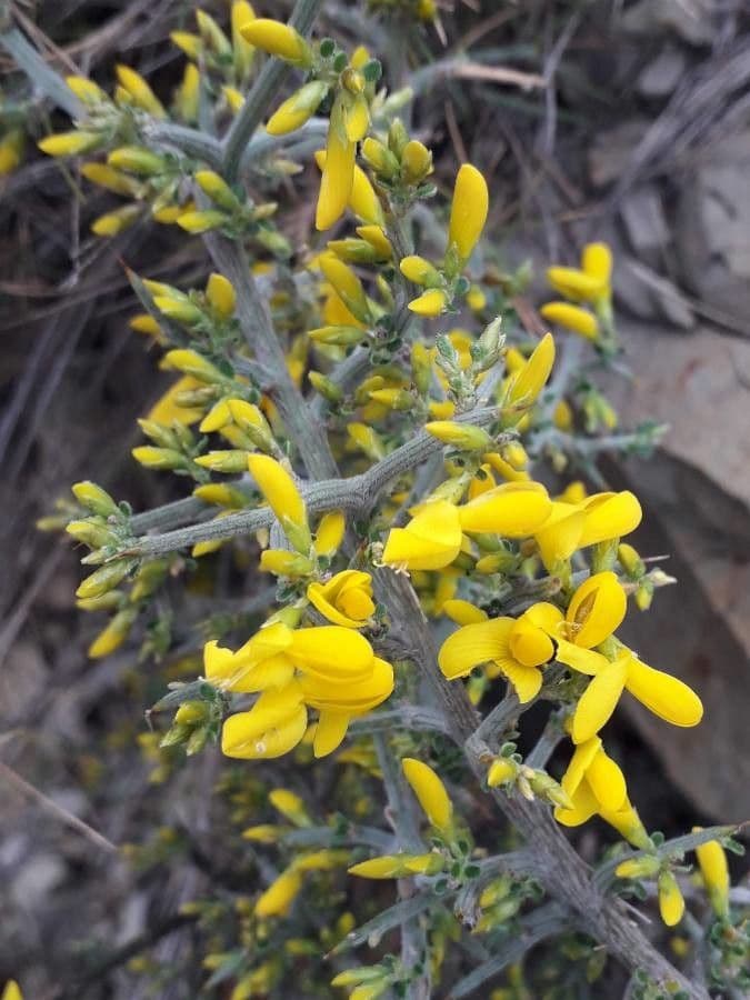 Ginestra spinosa 7