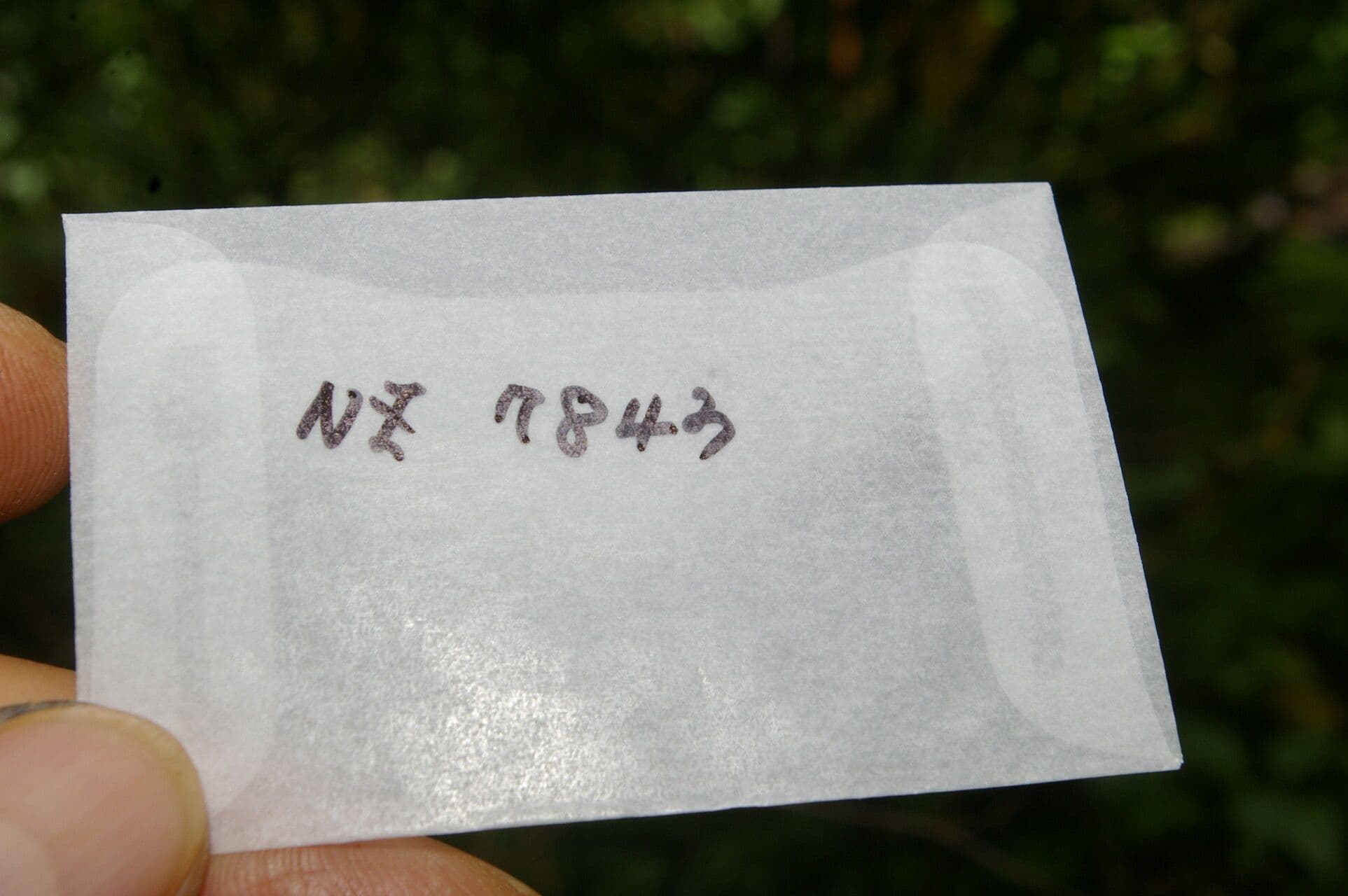 Palicourea padifolia 8