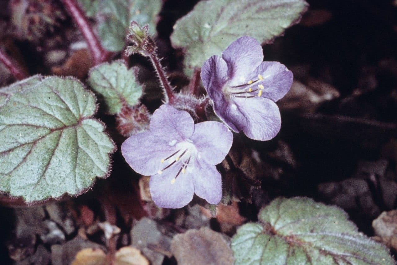 Facelia