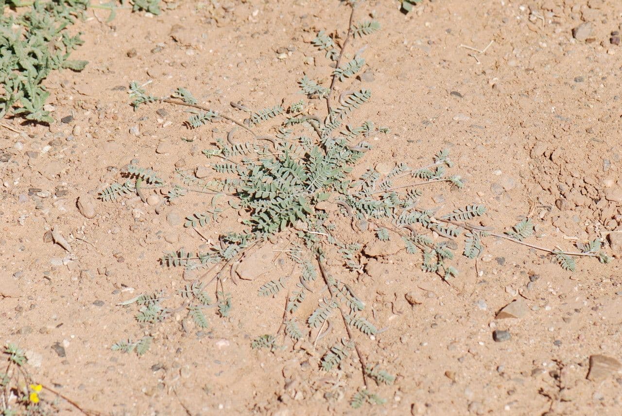 Astragalo 10