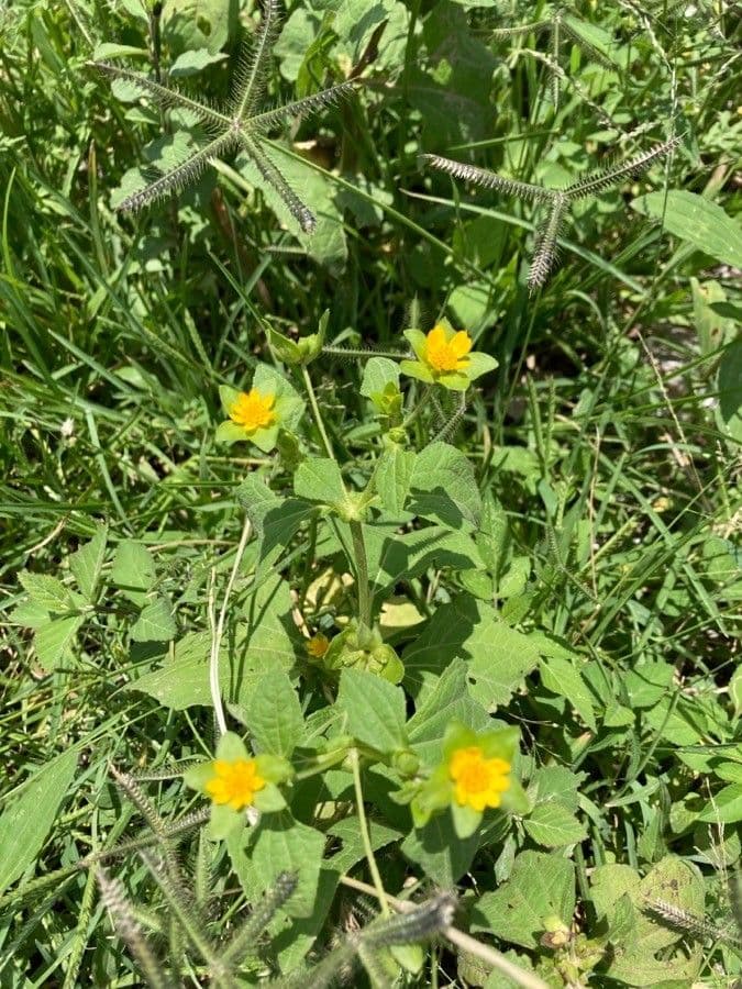 Melampodium 2