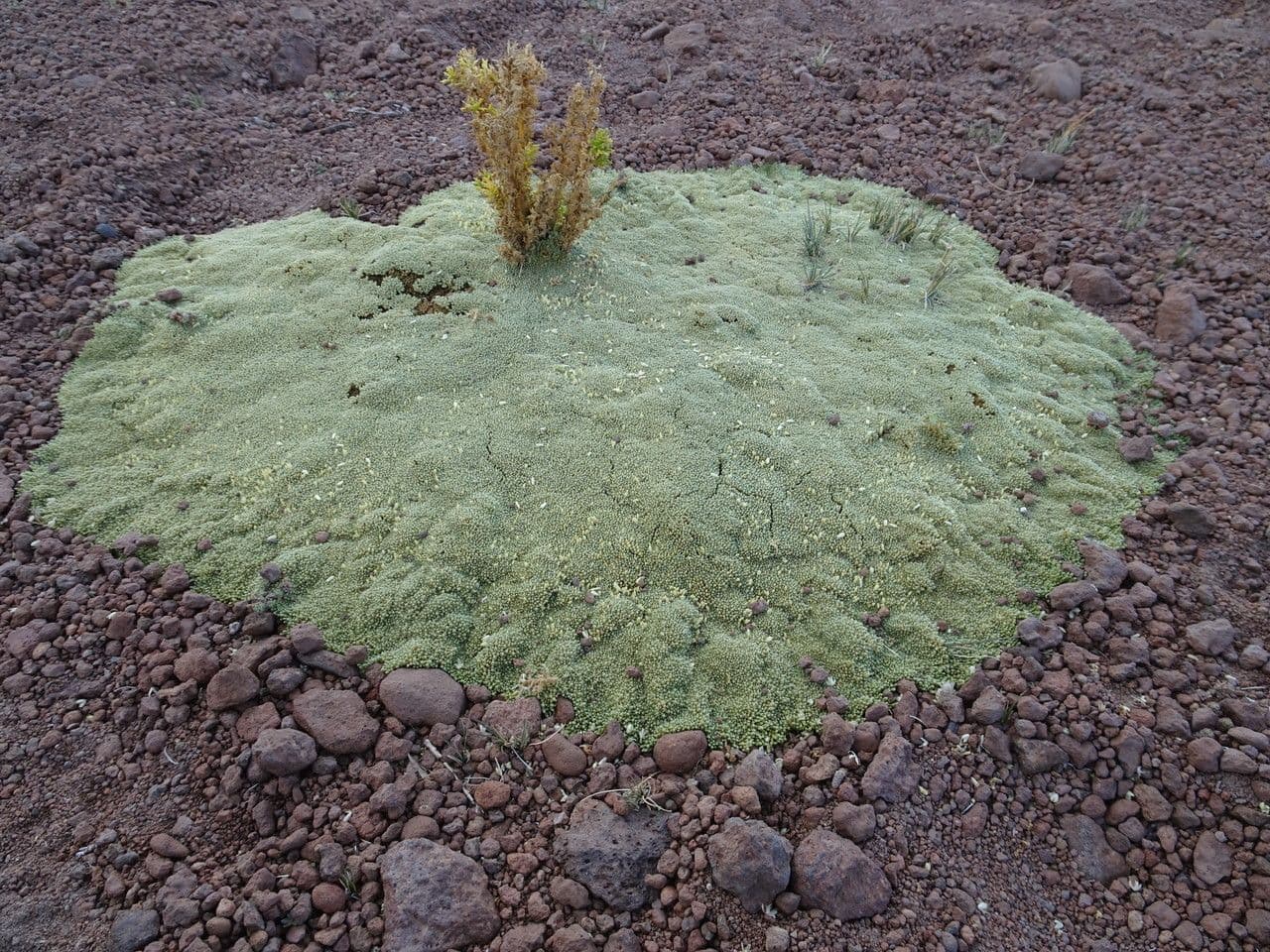Pycnophyllum
