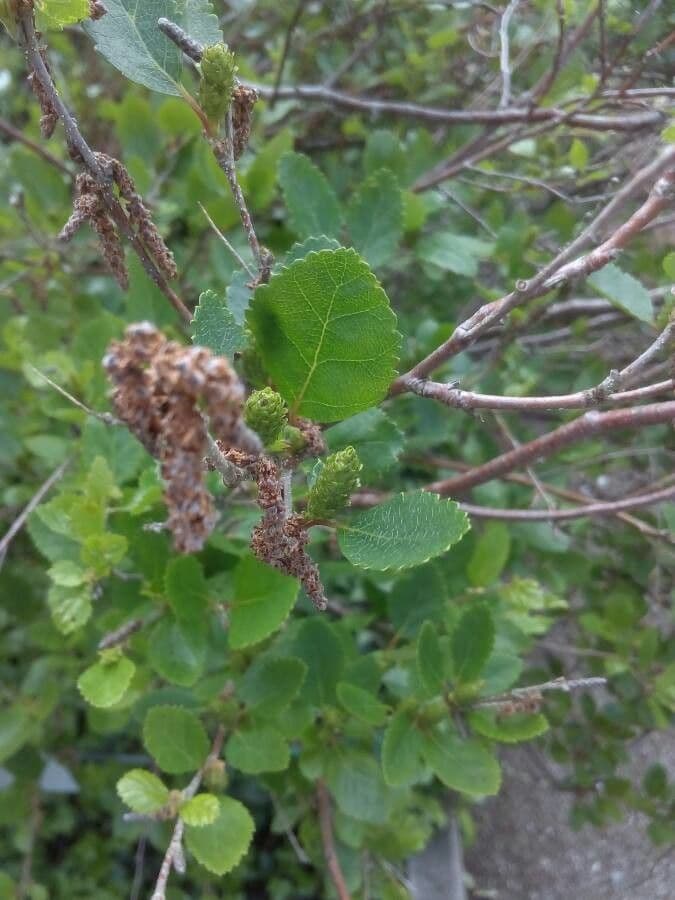 Betula humilis 6