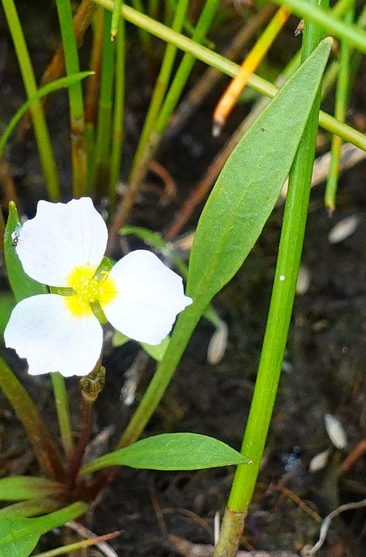 Alisma ranuncoloide 20